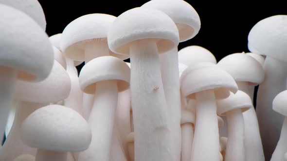 Macro Shot of Champignons Stand in a Row of Mushrooms