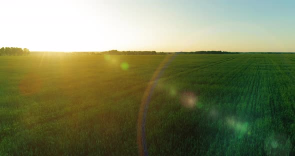 Low Altitude Flight Above Rural Summer Field with Endless Yellow Landscape at Summer Sunny Evening