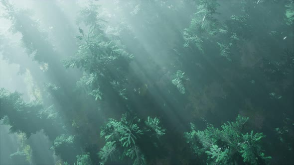 Aerial Sunrays in Forest with Fog