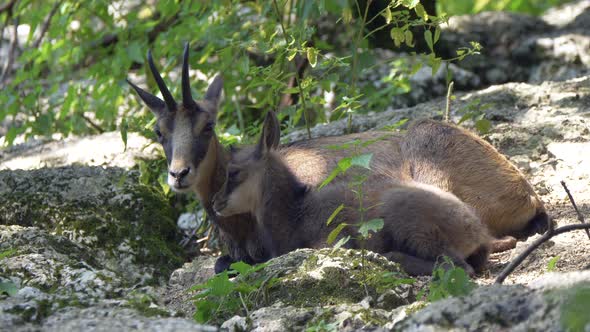 Close up of cute Chamois Family resting on rocks in wilderness during summer