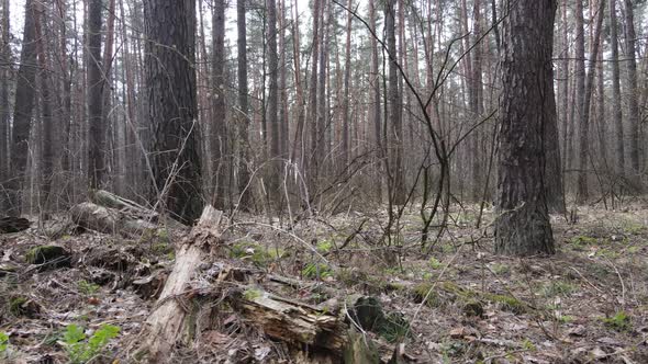 Forest Landscape Aerial View Slow Motion