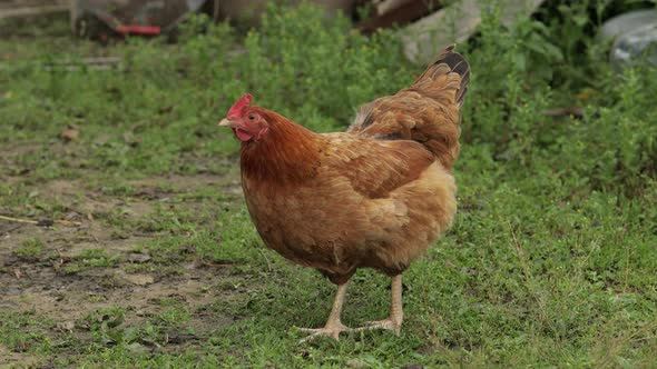 Domestic Brown Chicken Walk on the Ground. Background of Green Grass in Farm. Search of Food