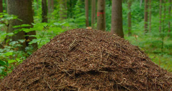 Wild Life of Ants in the Forest in Antheap