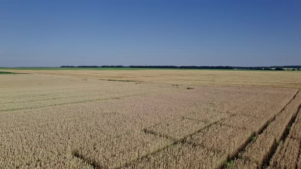 Drone Flying Over a Wheat Field