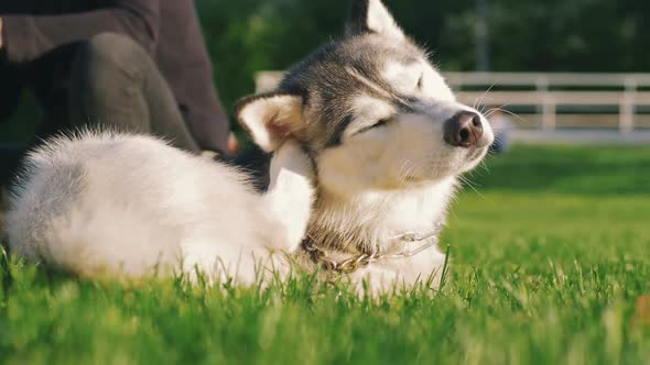 Beautiful Young Woman Playing with Funny Husky Dog Outdoors in Park