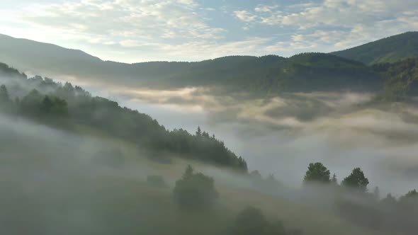 Misty Forest