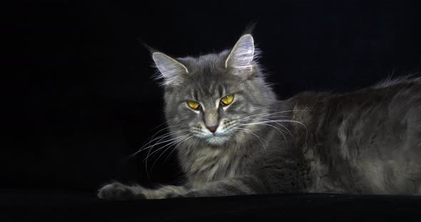 Blue Blotched Tabby Maine Coon Domestic Cat, Female laying against Black Background, Licking