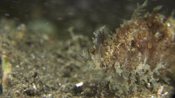 Cowry snail close up on tropical coral reef