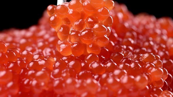 red chum salmon caviar in a metal fork on a black background