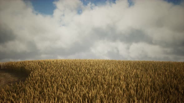 Dark Stormy Clouds Over Wheat Field