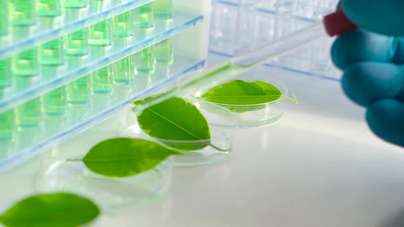 Researcher in the Laboratory of Genetic Modifications Studies the Effects of Various Drugs on Plants