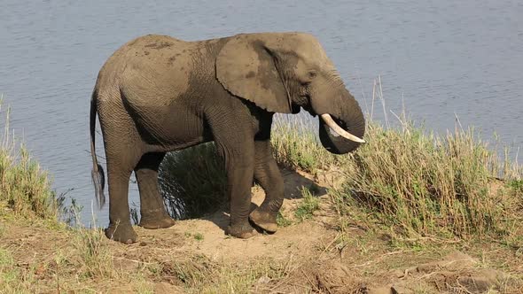 Feeding African Elephant - Kruger National Park