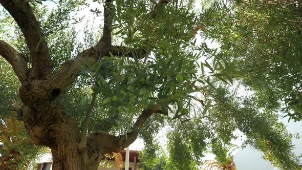 Big fruitful olive tree in the garden near house