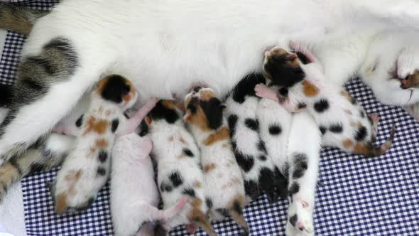 Kitty Baby Cats Feeding from Mothers Breast 2