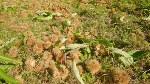 Ripe Chestnuts in Barbed Shell Lie on Ground Among Grass