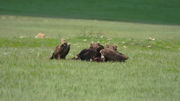 Wild Vulture Herd Eating a Dead Animal Carcass