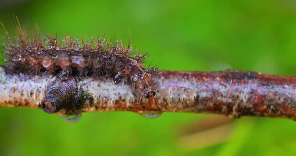 Caterpillar Phragmatobia Fuliginosa Also Ruby Tiger