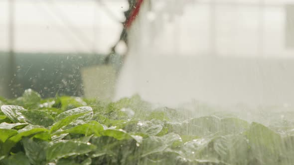 Slow motion of automatic irrigation of young plants in a large industrial nursury