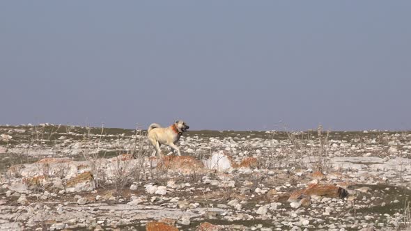 Shepherd Dog Running in Plateau