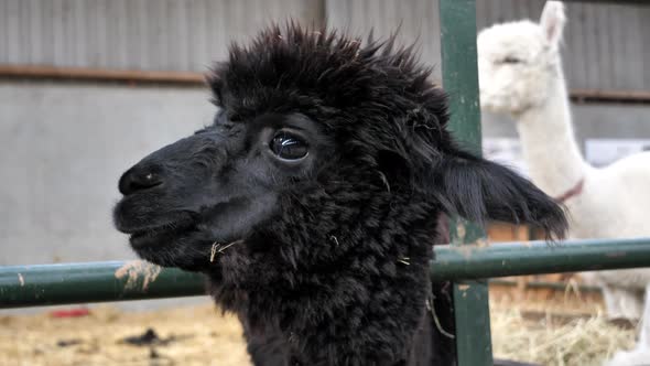 Handheld close up of face and eyes of a black young alpaca animal at farm