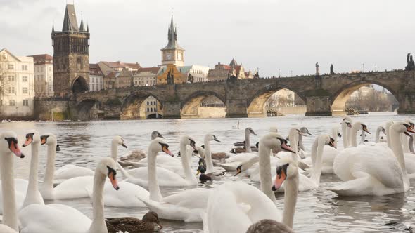 White swans and other birds Vltava river in  capital of Czechia slow tilt 3840X2160 UHD footage - Cy