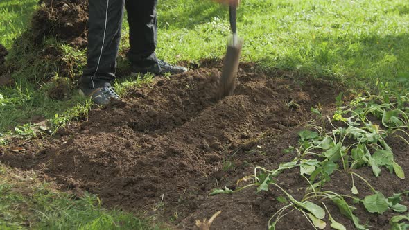 Digging trench for natural fertilizer gardening