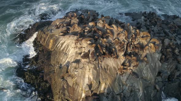 Colony Of Sea Lions Resting On The Rock At Cobquecura Piedra De La Loberia In Chile. - aerial