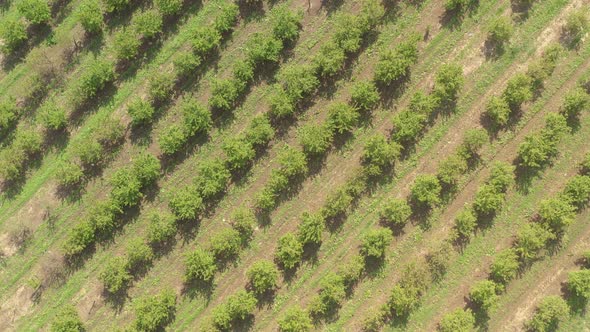 Cherry trees in cultivated orchard 4K drone video