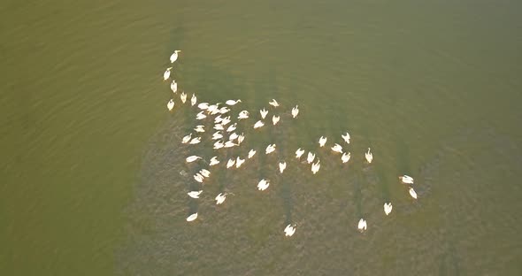 Breeding Grounds of Pelicans in Tuzly Estuary National Nature Park Near By Black Sea Coast, Ukraine