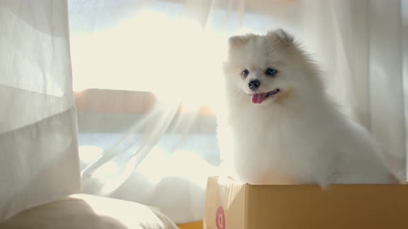 white cute pomeranian dog sit in cardboard box near window