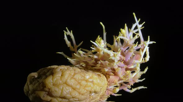 Closeup Shot of a Wrinkled Potato with Sprouts Rotating