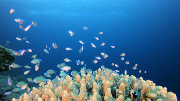 Beautiful Tropical Coral Garden