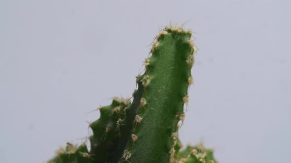 Close Up Of Fairy Castle Cactus Plant Revolving Around Itself On The White Screen Background