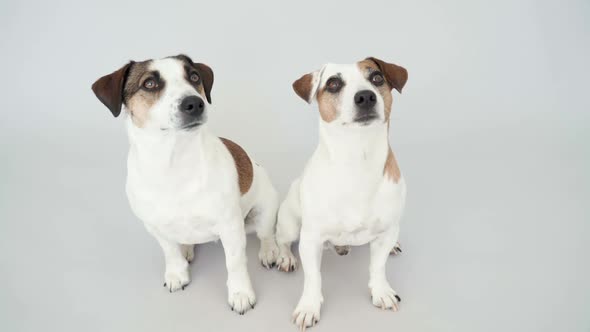 Two Dogs Sitting at Home