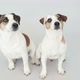 Two Dogs Sitting at Home - VideoHive Item for Sale