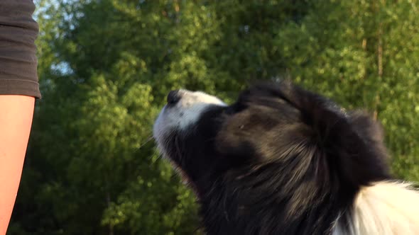 A Woman Gives a Border Collie Reward Snacks in a Meadow in a Forest - Closeup