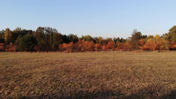 A forest glade bathed in the light of the setting sun.