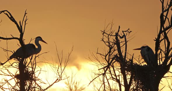 Grey heron, Ardea cinerea, Camargue, France