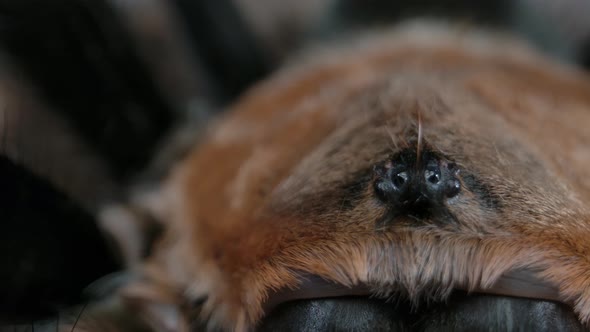 Panning shot of tarantula eyeballs on a hairy arachnid