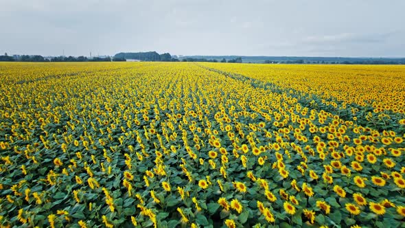 Flying Over Sunflower Fields