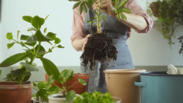 Female gardening transplanting dwarf umbrella tree