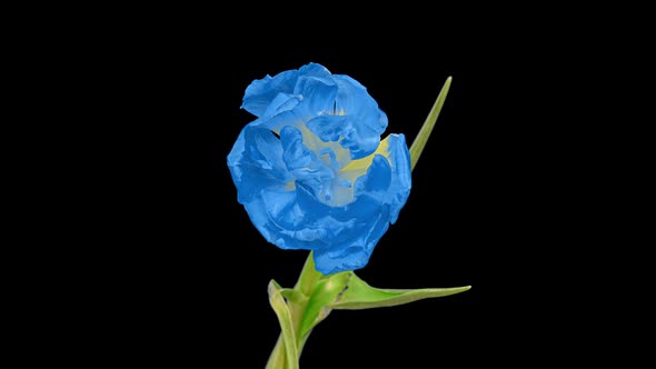 Top View Growing Blue Bud Tulip Flower