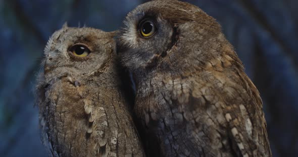 Close Up of Two Adorable Baby Owls with Big Eyes Moving Their Heads, 