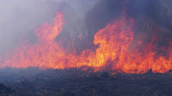 Fire in the Forest. Burning Dry Grass, Trees and Reeds. Wildfire. Slow Motion.