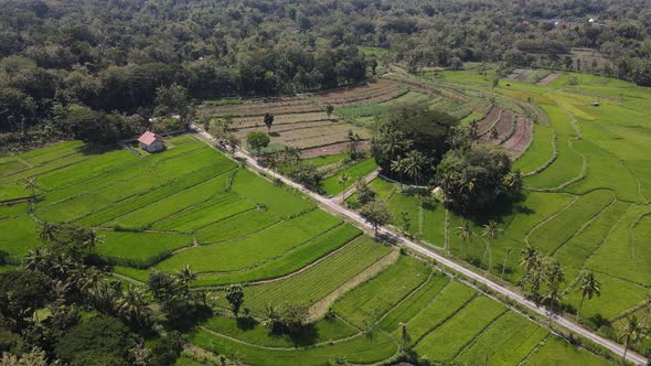 Aerial view of rice field village in Indonesia