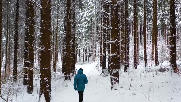Man with blue jacket in the winter mountain forest among the huge pine trees