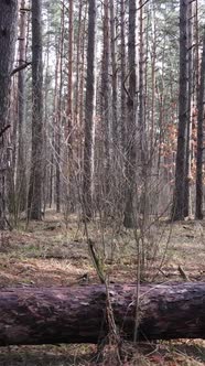 Vertical Video of the Pine Forest in the Afternoon