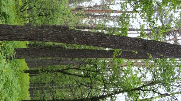 Vertical Video of a Forest with Pine Trees