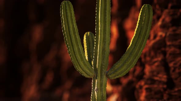 Cactus in the Arizona Desert Near Red Rock Stones