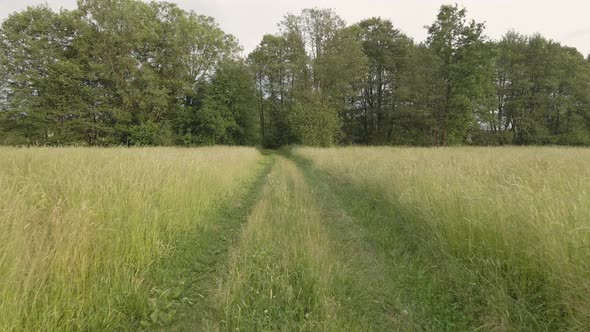 Rural road in tall grass in the forest of Bavaria